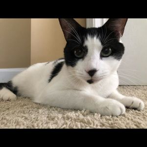 Meet your Posher, Flor